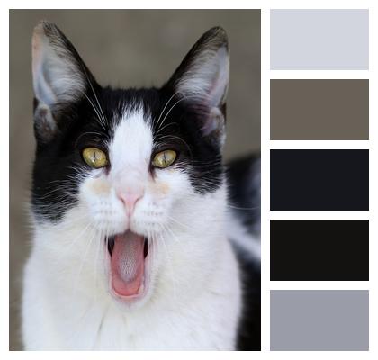 The Cat Black White Image
